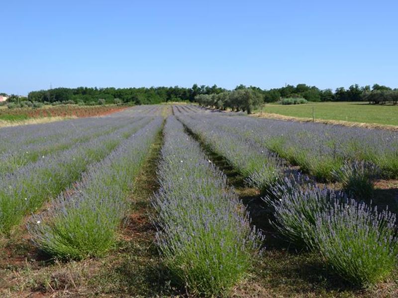 Vučemilović Jadranka Farming Estate