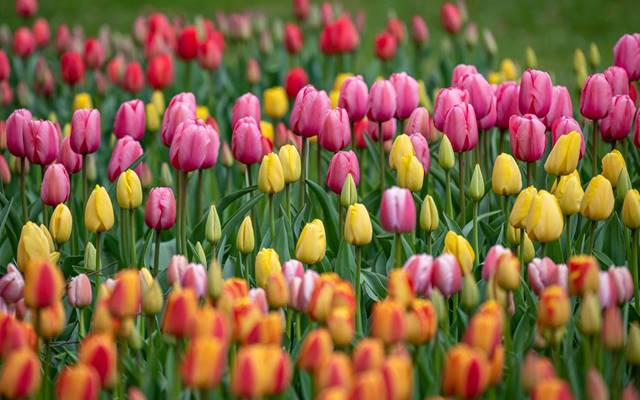 Podjela sadnica iznajmljivačima obiteljskog smještaja s područja TZ grada Opatije